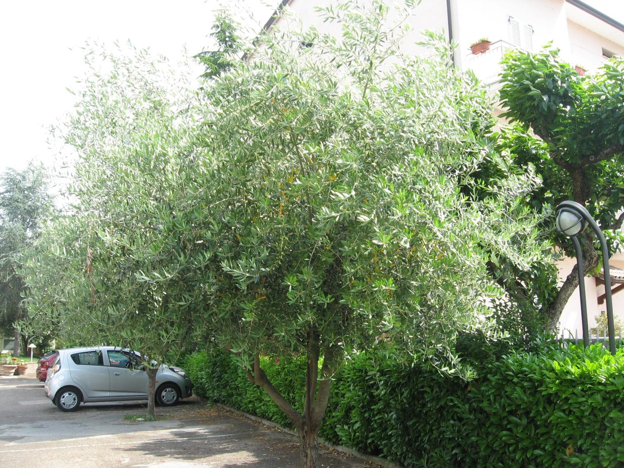 Campiglione Hotel Assisi Buitenkant foto